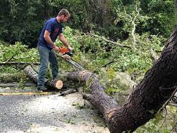 Reliable Harrisburg, IL Tree Removal Solutions